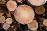 Suomalainen metsäteollisuus on lopettanut puun tuonnin Venäjältä. Sertifioimattomat metsätuotteet kelpaavat yhä esimerkiksi Kiinan, Pohjois-Afrikan ja Lähi-idän markkinoille.
