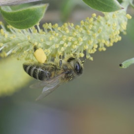 Paju on mehiläisille erittäin tärkeä kevään ravintokasvi, koska siitä kerätyllä siitepölyllä ruokitaan toukkia.