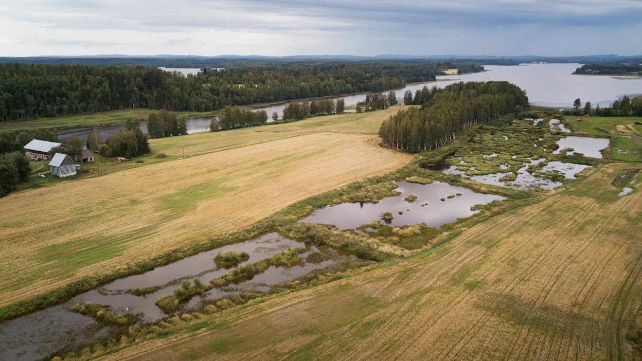 Kuvassa on kunnostettu Nivanniemen kosteikko Tuusniemellä, se on liitetty vapaaehtoiseen vesilintujen levähdysalueverkostoon.