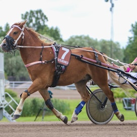 Nina Hänninen on ajanut kilpaa poneilla vuodesta 2012 lähtien. Aluksi hän ei pitänyt ajamisesta, sillä hänestä omalla ponilla ratsastaminen oli mukavampaa.