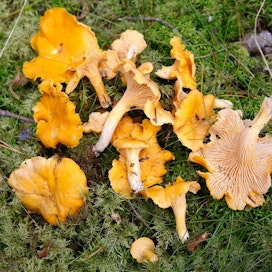 Martoilta saa neuvoja sienten hyödyntämiseen monilla eri paikkakunnilla.