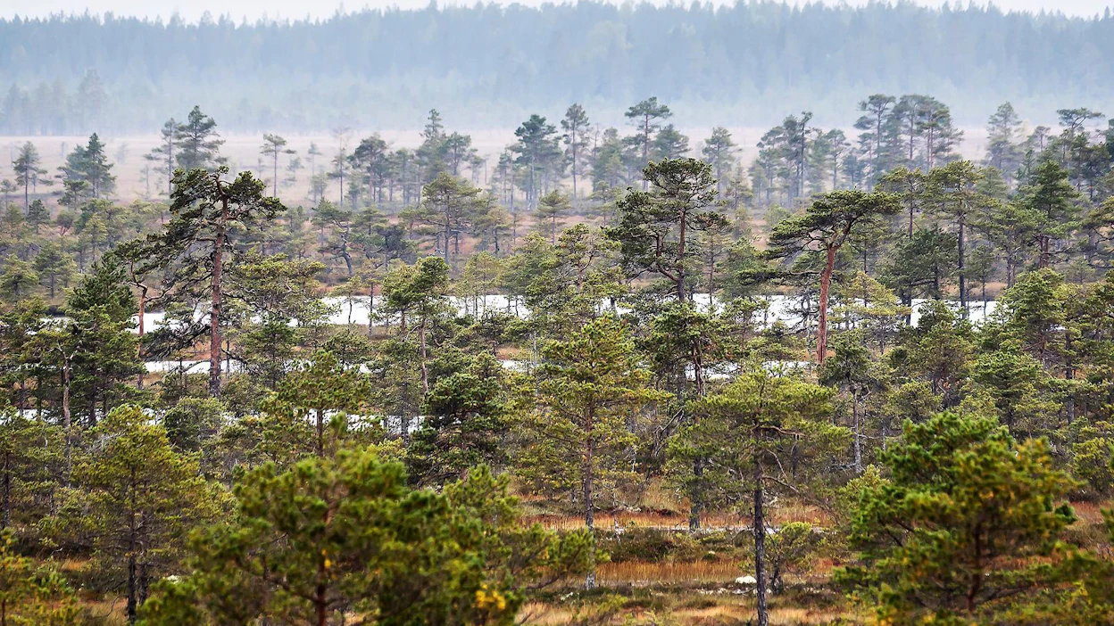 Kauhaneva–Pohjakangas-kansallispuiston suoalueella sijaitsee useita Geoparkin geokohteita.