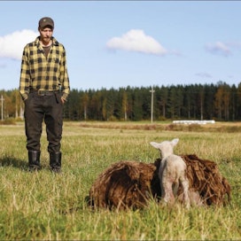 Karitsa jäi orvoksi, kun susi surmasi emolampaan. Klaus Leppänen pitää huolestuttavana kehitystä, jossa sudet saalistavat yhä lähempänä ihmisasutusta. Sami Karppinen