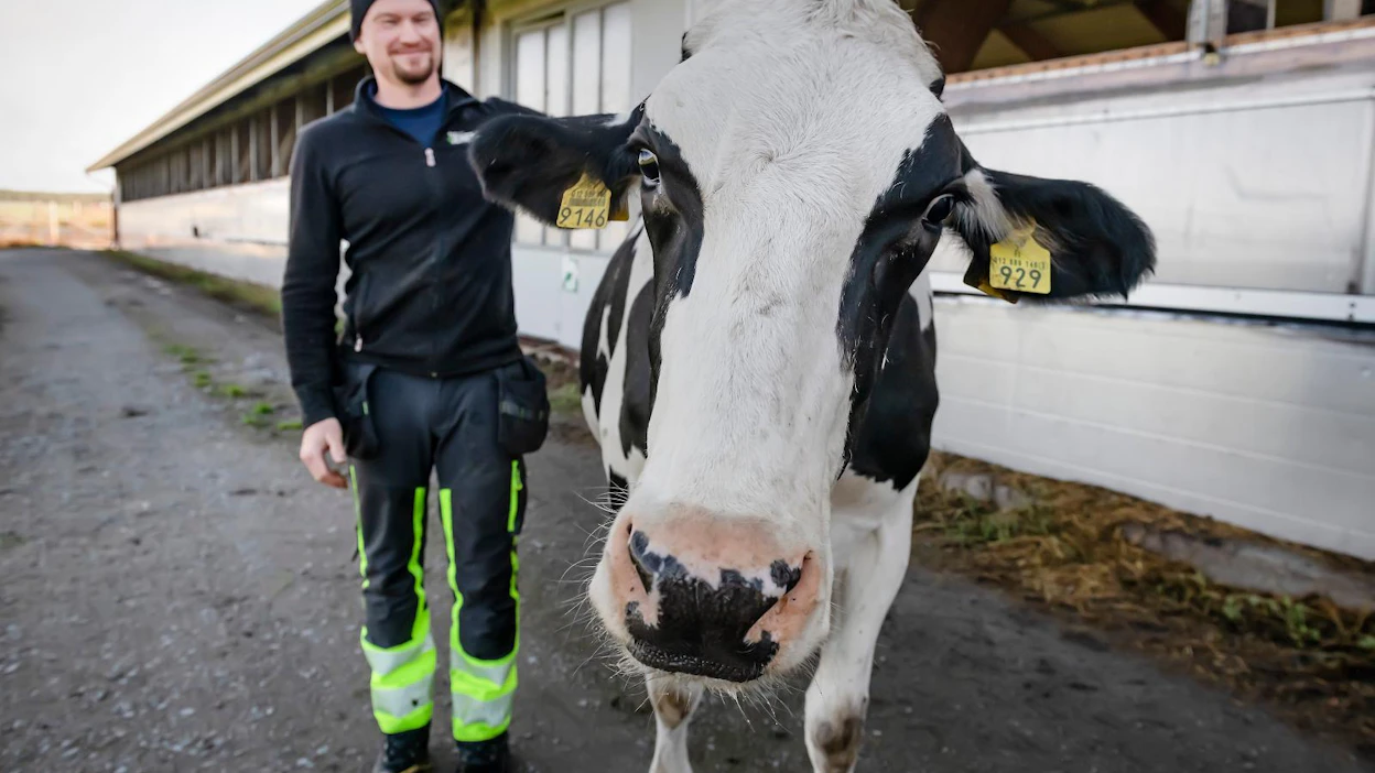 "Nautakarjaa parjataan, mutta nauta pystyy muuttamaan muutaman kuukauden kesän sadon proteiiniksi. Kun hätä tulee, apu on meren takana. Edellisistä maailmanlaajuisista katovuosista on 150 vuotta, mikä on vain silmänräpäys ihmisen historiassa", Atso Ala-Kopsala sanoo rapsuttaessaan Pikachu-lehmää.