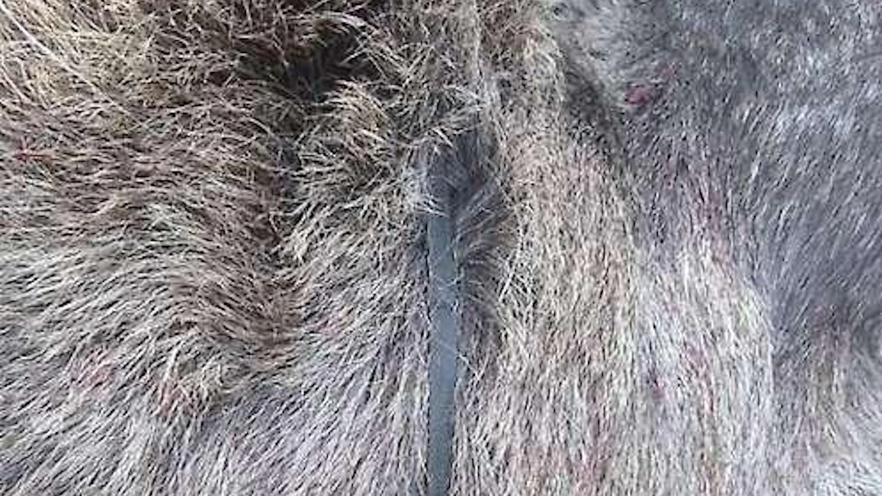 Koko ikänsä metsästänyt Lehtelä ei ole aiemmin kohdannut vastaavanlaisia tilanteita. Roskaa hän on kuitenkin luonnossa nähnyt.