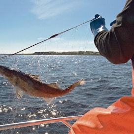 Kuhakannan elpyminen on säilyttänyt kalastuselinkeinon Oulujärvellä.