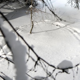 Helmikuussa toteutettu laskenta antoi arvokkaita kokemuksia lumijälkilaskennan eduista, haasteista ja erityisesti lumiolosuhteiden vaikutuksesta, totesi erätalousneuvos Vesa Ruusila.