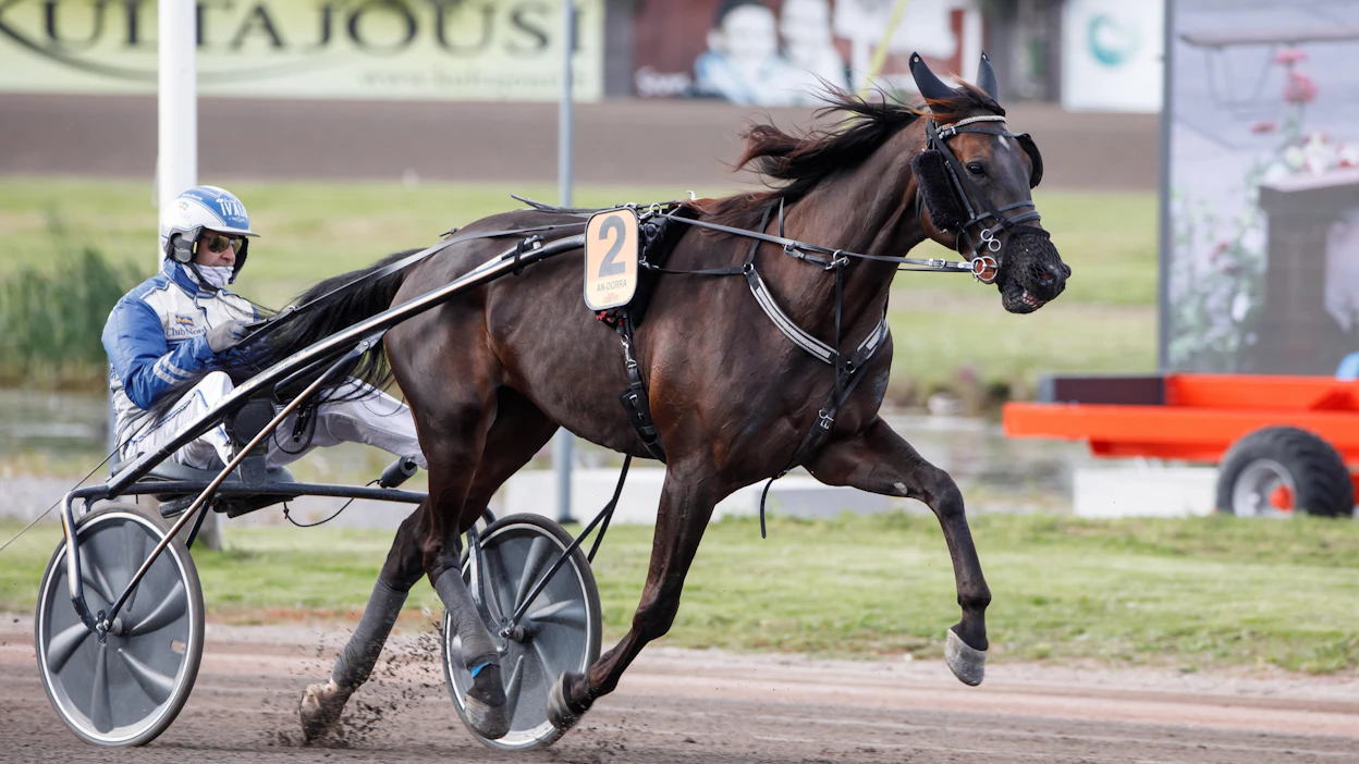 An-Dorra ja Jarmo Saarela olivat lähellä täysosumaa Vermon Derbyssä. Valjakko yrittää revanssia Magical Princessistä Villinmiehen Tammakilpailussa lauantaina.