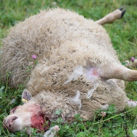 Tämä lammas on suomalainen eikä liity tapaukseen.