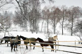 Hevosten hyvinvointiasiat puhuttavat juuri nyt.