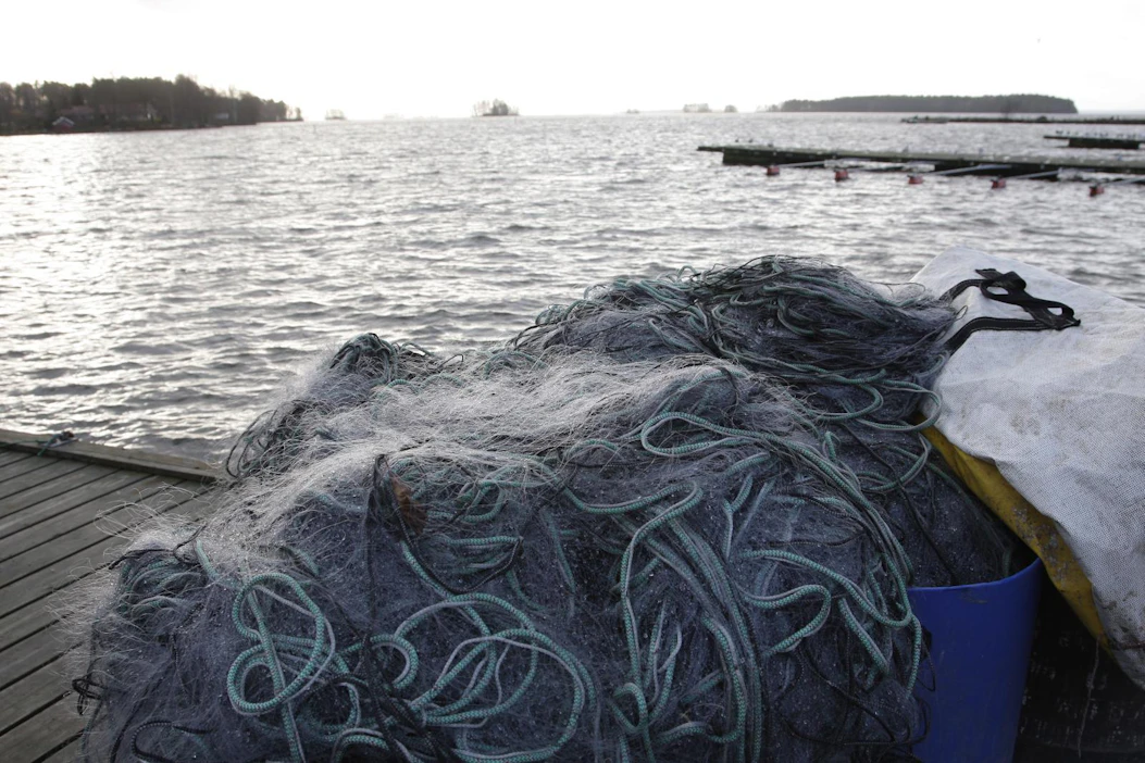 Verkkokalastus on tähän asti ollut kokonaan kiellettyä Saimaan kalastusrajoitusalueella 15.4.–30.6.Kuvituskuva.