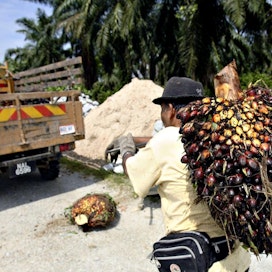 Palmuöljyn valmistuksen alkuvaihetta. Kuva on Malesian Sepangin lähistöltä.