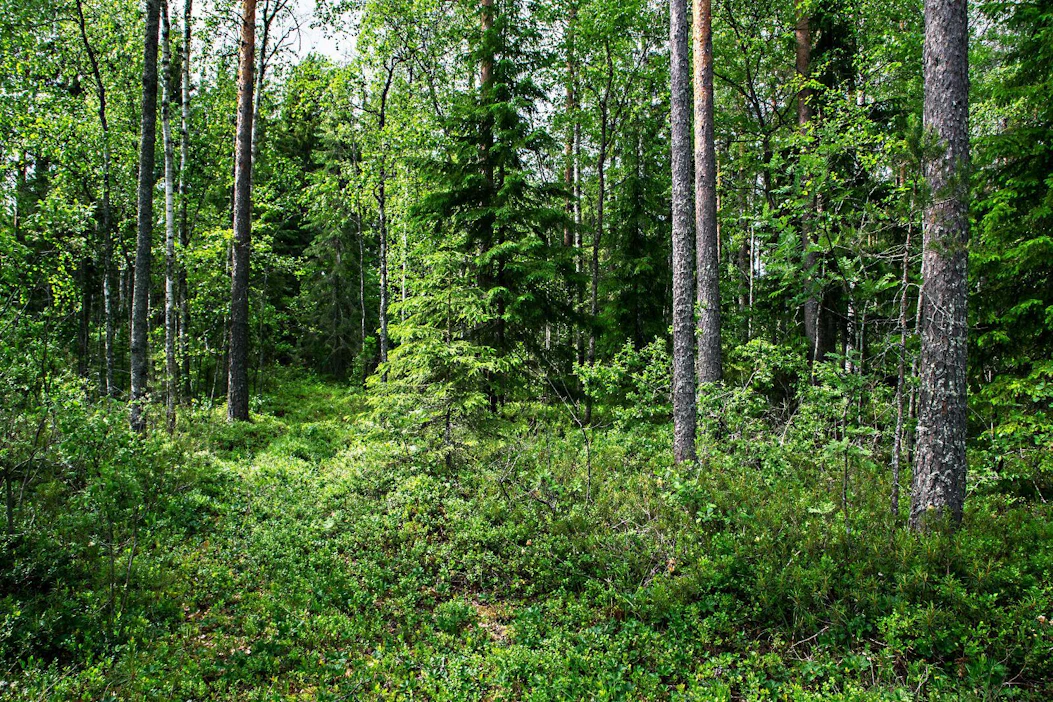 Metsänomistajille heidän alueilleen merkityt HCV-kohteet ovat tulleet yllättyksenä. Asiasta on kerrottu vasta puukaupan yhteydessä.