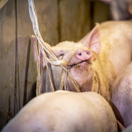 Se, että sikojen häntiä ei Suomessa typistetä, teki kokeneeseen sikatoimittajaan vaikutuksen.