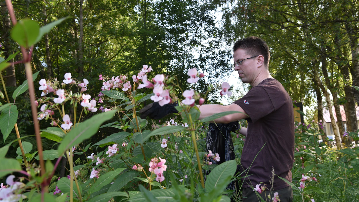 Viime vuonna Vantaalla vietettiin lähimetsien teemavuotta. Kaupungin metsissä muun muassa kitkettiin talkoilla jättipalsamia.