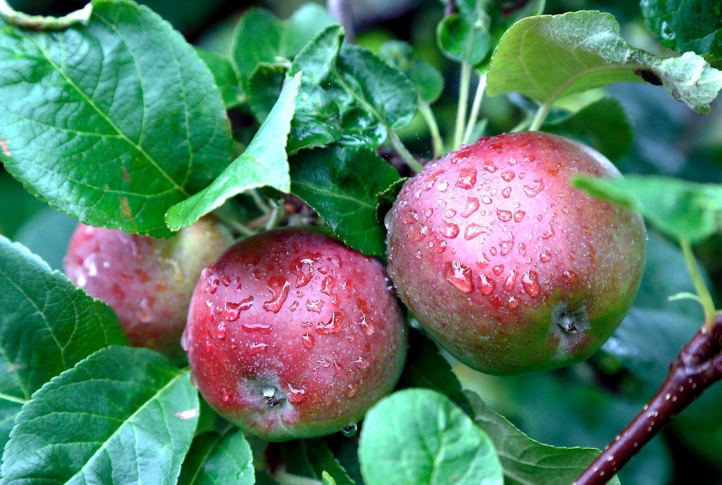 Kotimaisista omenoista valmistuu maukasta siideriä.