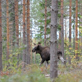 Kolme hirvimetsällä ollutta metsästäjää joutui vedenvaraan Liperissä. Kuvan hirvi ei liity tapaukseen.
