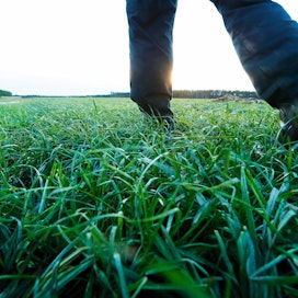 Nurmen runsas lajikirjo ja pellon pitäminen kasvipeitteisenä läpi vuoden ovat esimerkkejä tavoista, joilla viljelijä voi edistää hiilen varastoitumista maahan.
