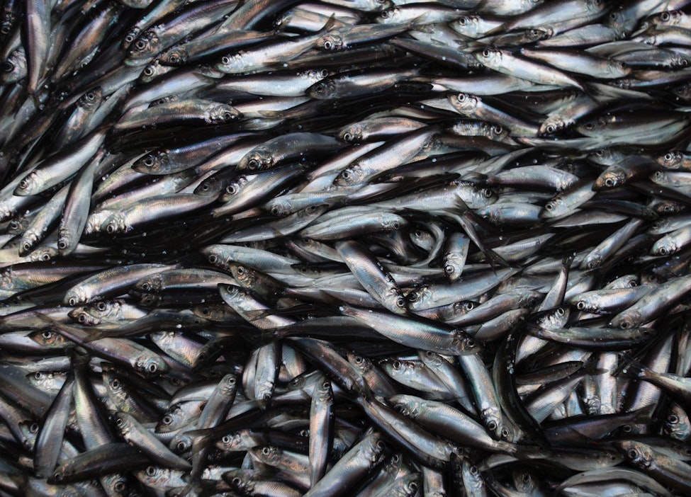 Hylkeet ovat verottaneet sisäsaaristossa etenkin silakkasaaliita.