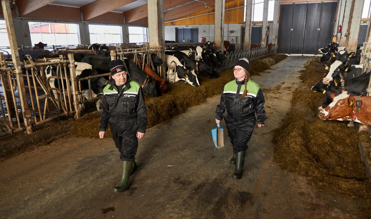 Hilja ja Markku Raappanalle maidontuotanto on yrittäjyyttä, mutta myös intohimo.