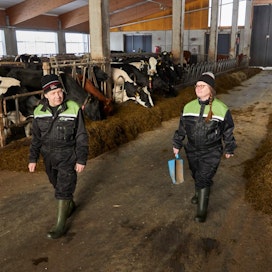 Hilja ja Markku Raappanalle maidontuotanto on yrittäjyyttä, mutta myös intohimo.