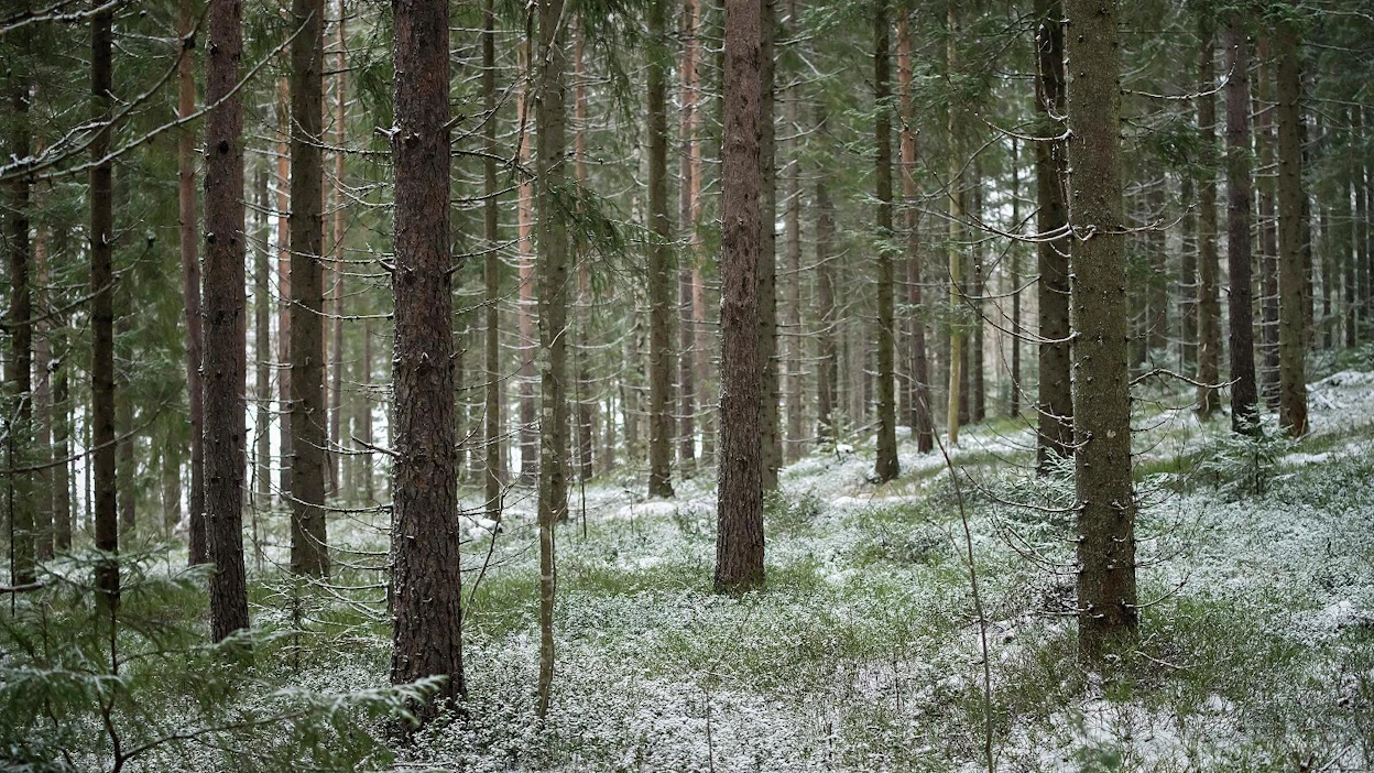 Tiukkaan suojelluissa kuusikoissa hiilen sidonta vähenisi nopeasti ja lähes loppuisi muutamassa vuosikymmenessä, kirjoittaa Timo Kivimaa yliö-tekstissään.