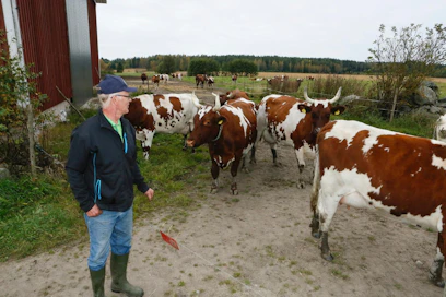 Paimiolainen maidontuottaja Heikki Kuparinen pyörsi tuotannon lopettamispäätöksen, kun sai tilan töihin ulkopuolista apua. "Omasta työstä tykkääminen on kaiken lähtökohta".