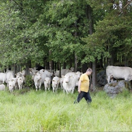 Laura Vesa Hannu Karppilan charolais-lehmät kiertävät vielä laitumen kosteimman osan. Ne kuitenkin kulkevat sen poikki juomaan vettä järvestä. Myöhemmin ne myös siirtyvät laiduntamaan alueelle, kun muu laidun alkaa tyhjetä ruuasta.