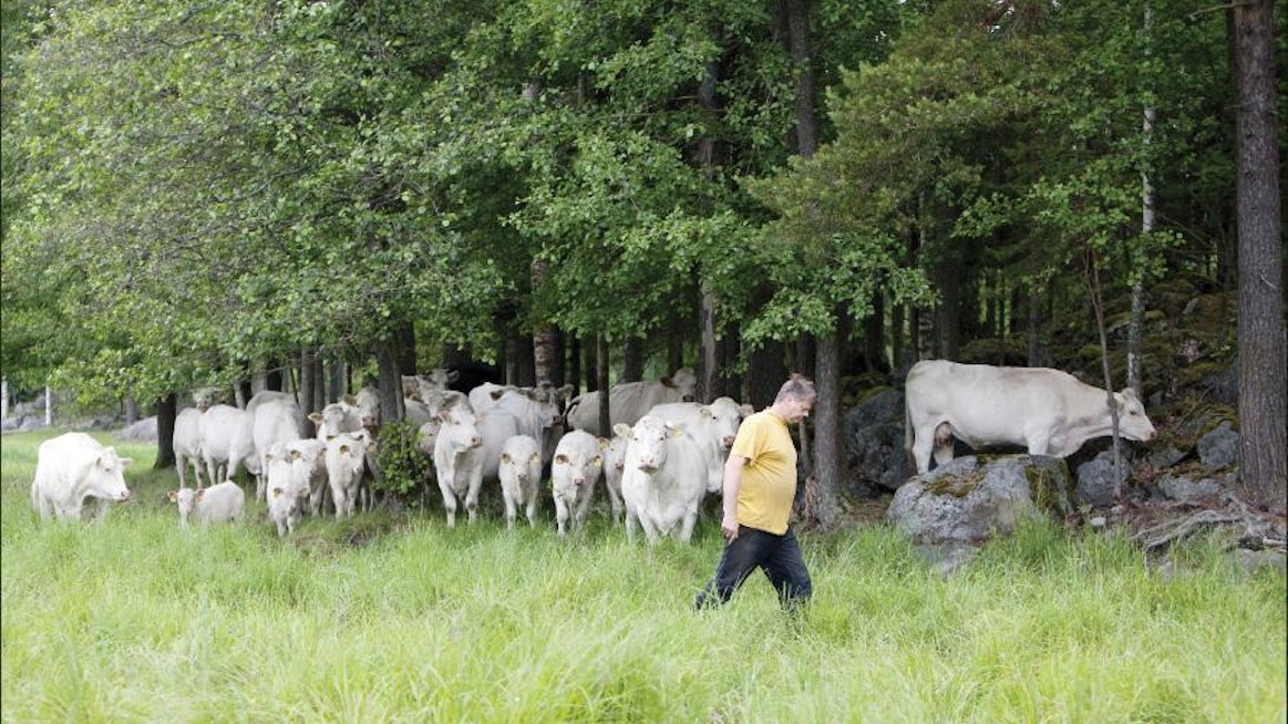 Laura Vesa Hannu Karppilan charolais-lehmät kiertävät vielä laitumen kosteimman osan. Ne kuitenkin kulkevat sen poikki juomaan vettä järvestä. Myöhemmin ne myös siirtyvät laiduntamaan alueelle, kun muu laidun alkaa tyhjetä ruuasta.