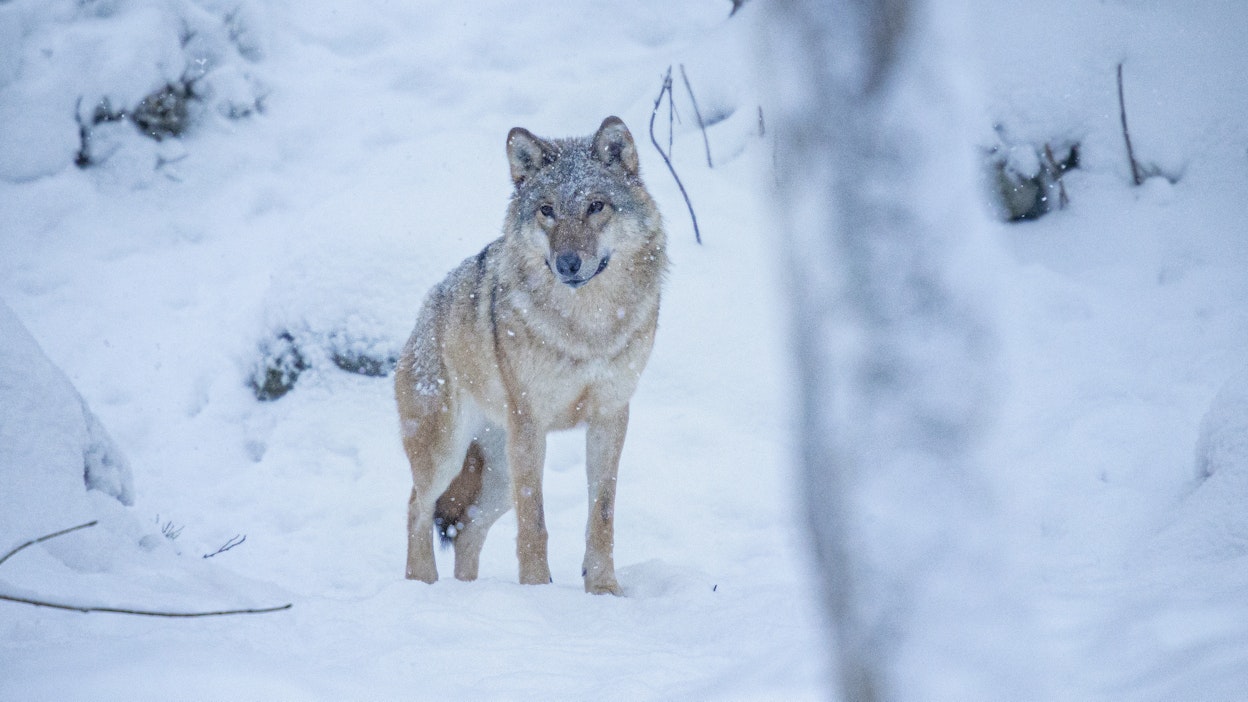 Luonnonvarakeskuksen mukaan keliolosuhteet vaikeuttivat pannoitusta. Kuvituskuva.