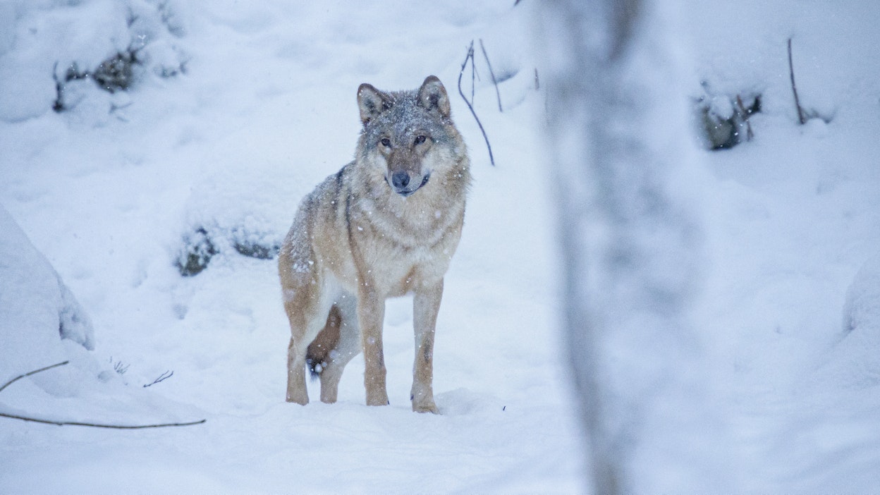 Ruotsissa susien suojelutasoksi on asetettu 170 sutta.