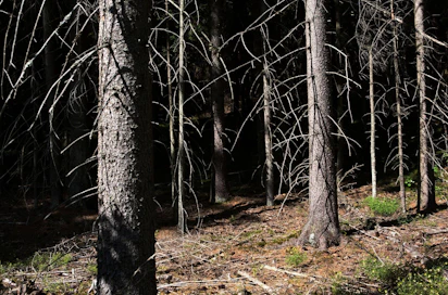 Avotulen teko metsään tai sen läheisyyteen on metsäpalovaroituksen aikaan kielletty syystä. Hyvinkin sammutetusta avotulesta voi levitä palopesäkkeitä kymmenien senttien syvyyteen maan alle.