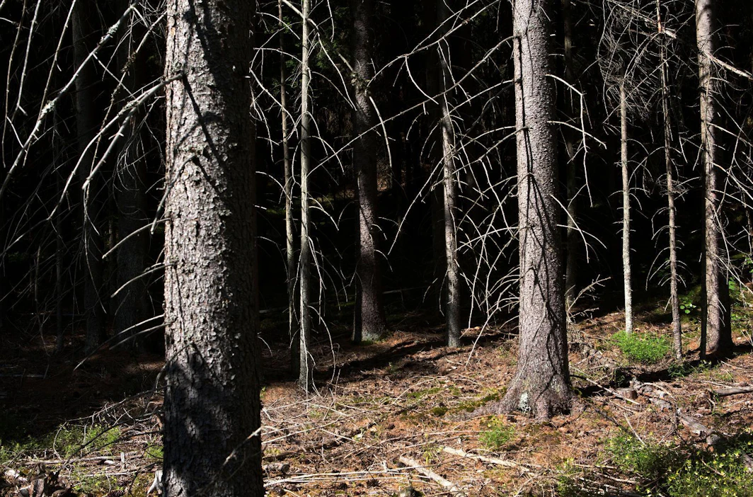 Avotulen teko metsään tai sen läheisyyteen on metsäpalovaroituksen aikaan kielletty syystä. Hyvinkin sammutetusta avotulesta voi levitä palopesäkkeitä kymmenien senttien syvyyteen maan alle.