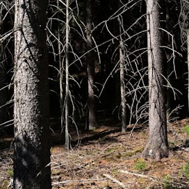 Avotulen teko metsään tai sen läheisyyteen on metsäpalovaroituksen aikaan kielletty syystä. Hyvinkin sammutetusta avotulesta voi levitä palopesäkkeitä kymmenien senttien syvyyteen maan alle.