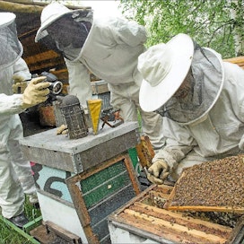 Fabian Mandas ja Steven Shang’we seuraavat, kun Jyrki Parikka tarkastaa mehiläispesän kuntoa. Mauri Ratilainen
