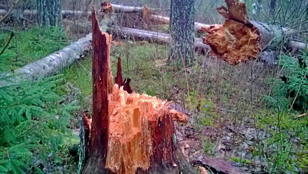Myrskyn kaatamat ja heikentämät kuuset houkuttelevat kirjanpainajia.