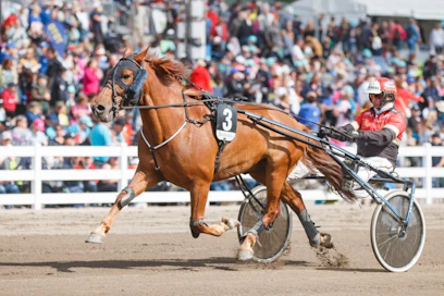 Morison oli Valkeala-ajon paras johtavan rinnalta. Arkistokuvassa Morisonia ohjastaa Tapio Perttunen. Kouvolassa ohjastuksesta vastasi Juha Utala.