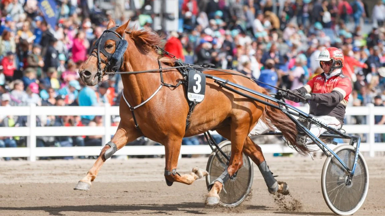 Morison oli Valkeala-ajon paras johtavan rinnalta. Arkistokuvassa Morisonia ohjastaa Tapio Perttunen. Kouvolassa ohjastuksesta vastasi Juha Utala.