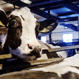 Maidon hintaa ovat laskeneet sekä EU:n maatalouspolitiikka että Venäjän pakotteet.