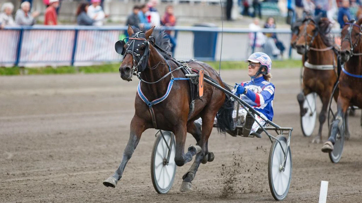 Harri Koivusen valmennettavat lentävät tällä hetkellä, ja keskiviikon derbykarsintapäivänäkin on monta rautaa tulessa. Yksi niistä on Jägersron makoisimpiin T75-ideoihin kuuluva Staro Moschino Ruotsin Derbyn karsinnassaan vähän pelattuna.Kuvassa rattailla on Olli Koivunen - illalla Johan Untersteiner.