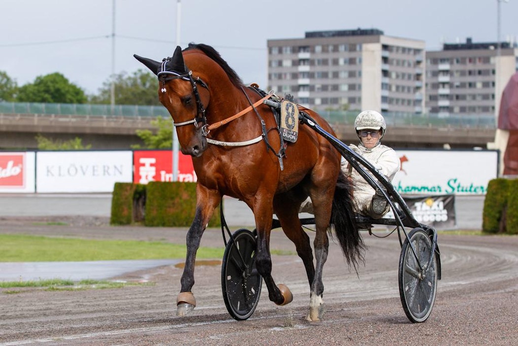 Elitloppet-voittaja Dijon ei saavu sittenkään Kouvolaan.