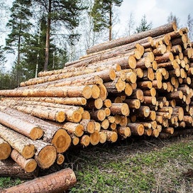 Tukkipuusta on tänä vuonna maksettu huippuhintoja Jyväskylän korkeudelle asti ja vähän siitä pohjoisemmas.