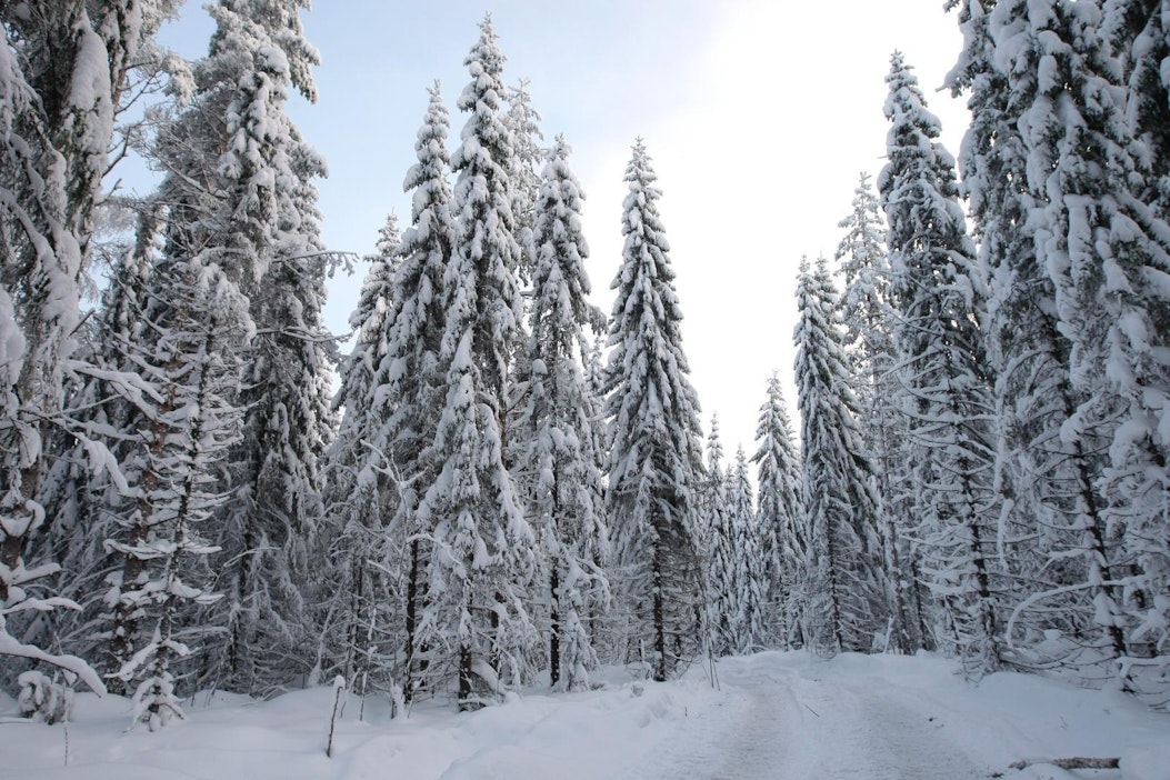 Suomalaista metsää.