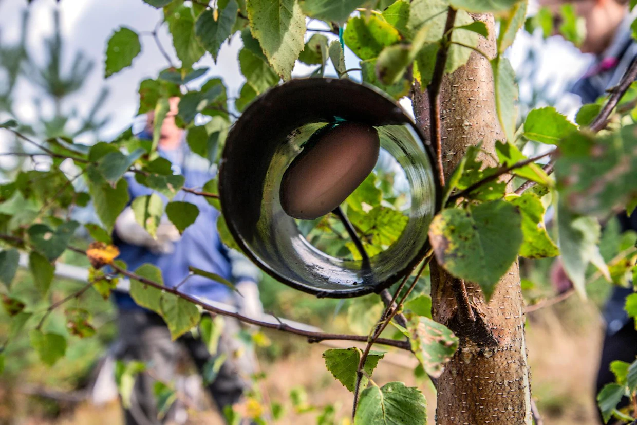 Välilä on yrittänyt häätää hirviä metsästään muun muassa palasaippuoiden ja jopa Irmeli-vaimon hajuveden avulla. Kokeilut eivät ole kuitenkaan tuottaneet tulosta.