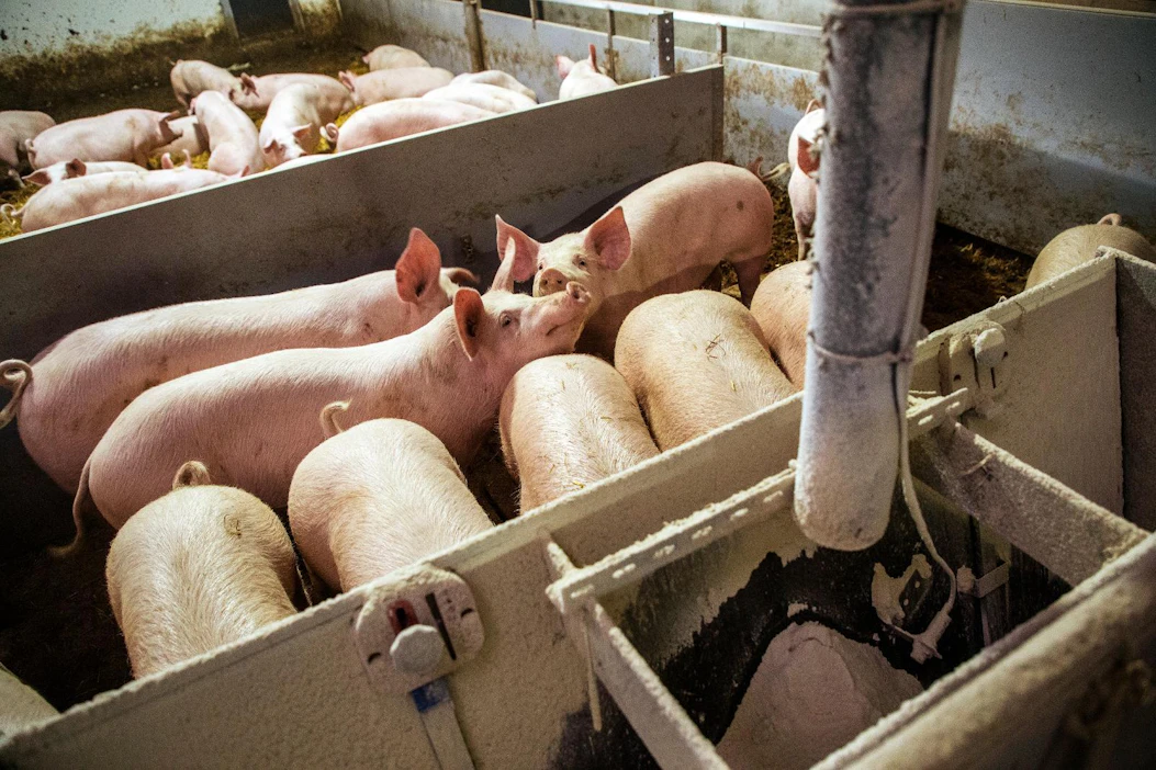 Suomalaisia sikoja ruokitaan elintarviketeollisuuden sivuvirroilla ja rehulaatuisella viljalla, joka ei kelpaa ihmisten ruuaksi.
