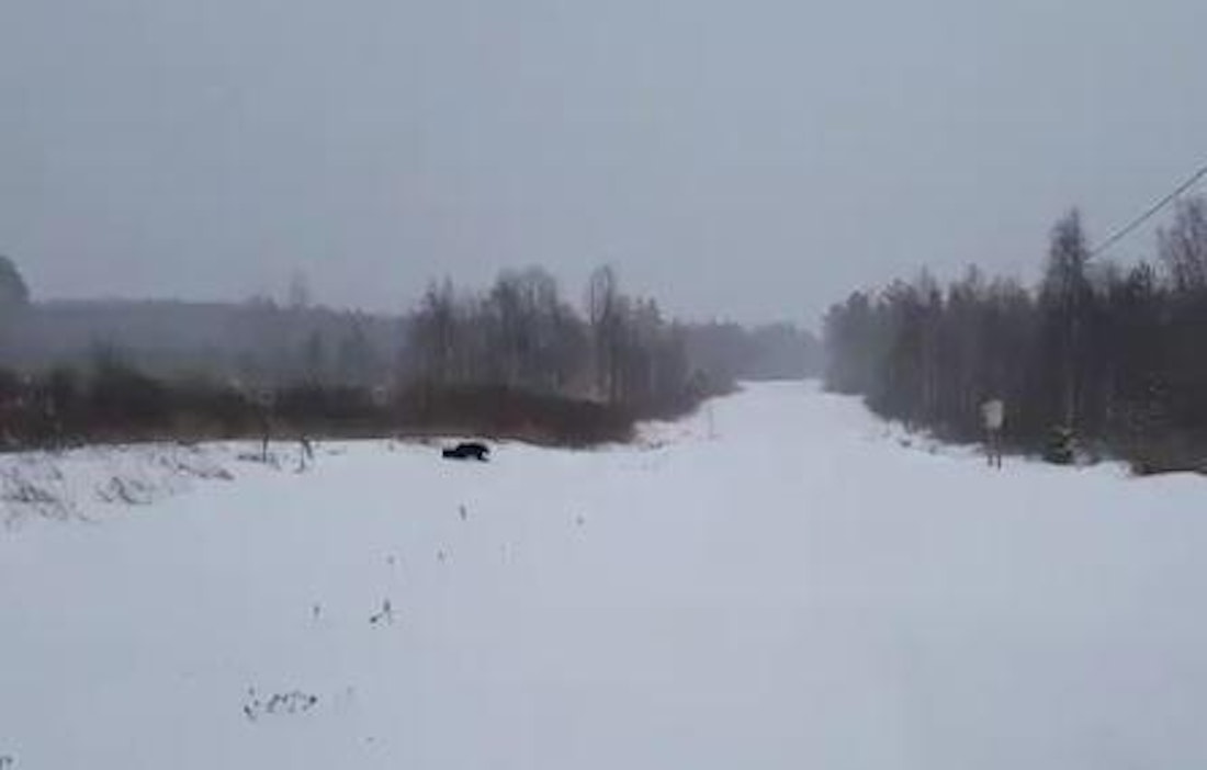 Ahma ilmestyi Jukka Bisin kuvattavaksi Oulujärven lähellä.