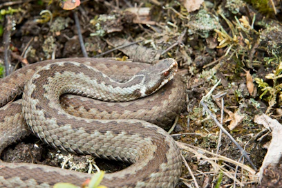 Kyykäärmeiden määrää kartoitetaan pesäpaikkojen perusteella.