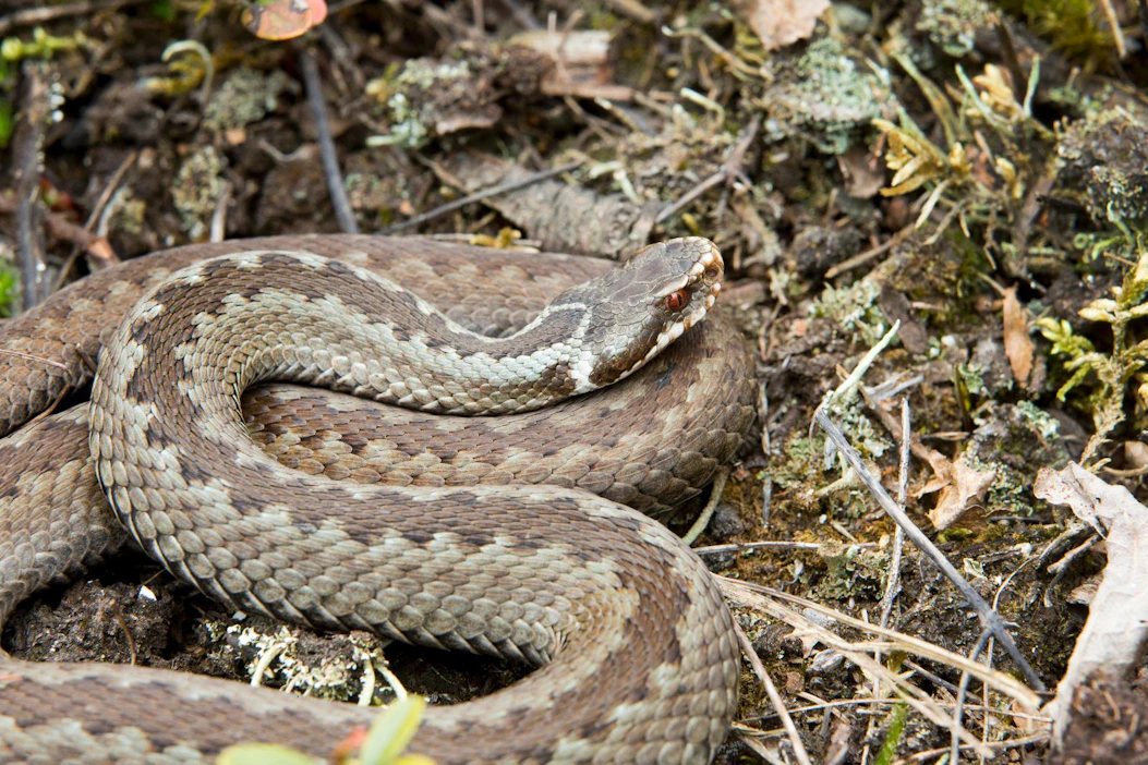 Kyykäärmeiden määrää kartoitetaan pesäpaikkojen perusteella.