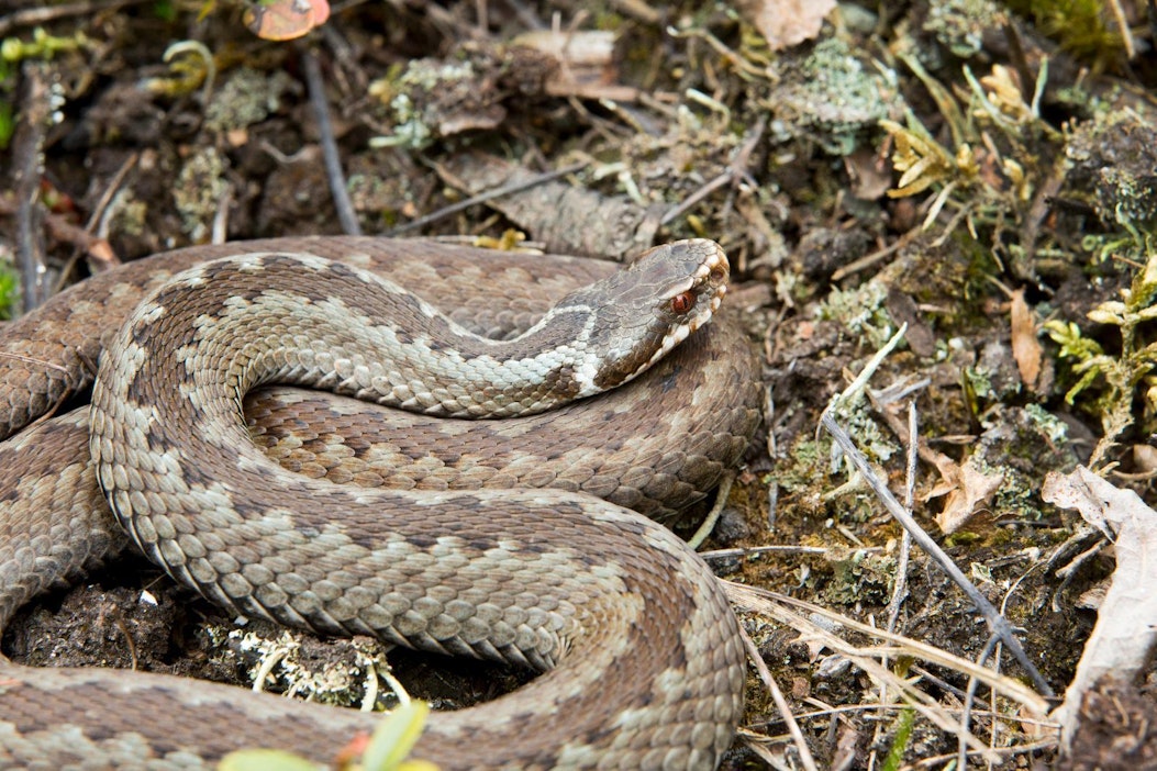 Kyykäärmeiden määrää kartoitetaan pesäpaikkojen perusteella.