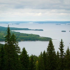 Ukko-Kolin maisemat ovat houkutelleet kotimaan matkailijoita kuluvana kesänä.